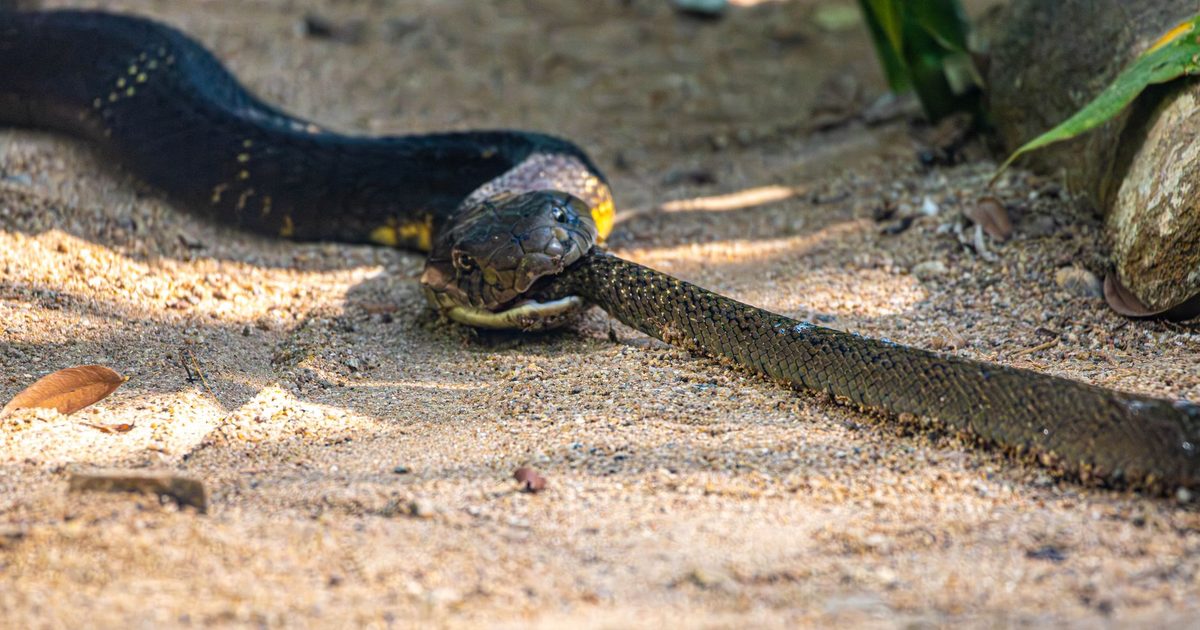 Válogatós gyerek étkezés: mi működik az asztalnál